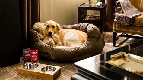 Top Pet Friendly Hotels Worldwide .